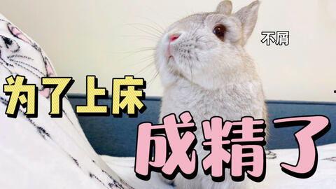 吃瓜娱乐八卦兔